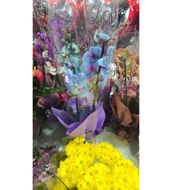 Çift Dallı İthal Orkide 