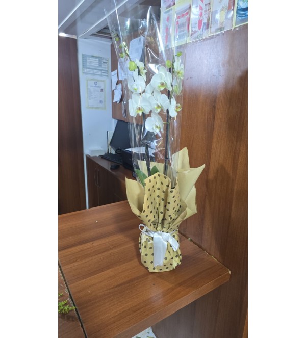 Çift Dallı İthal Orkide 